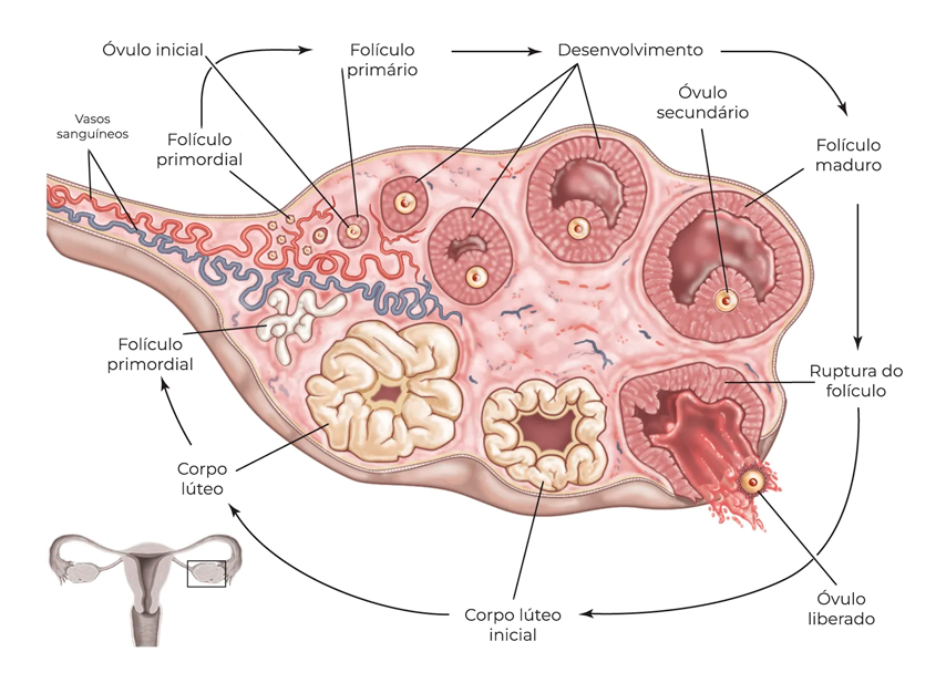 Ovulação cistos de ovário cisto de corpo lúteo cisto folicular